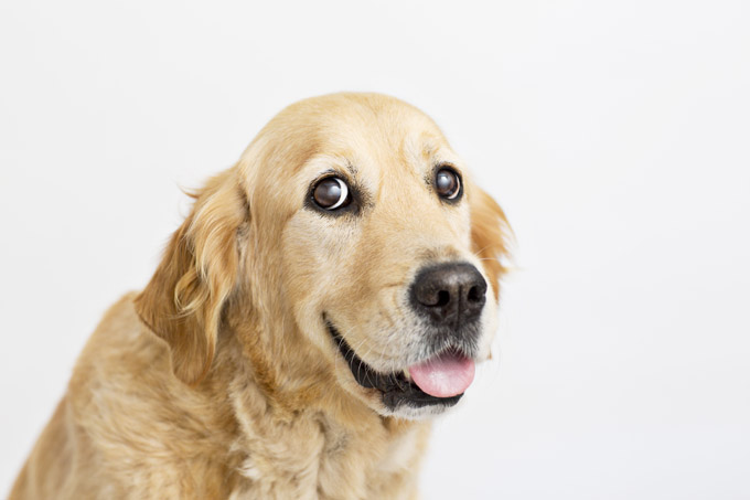 golden-retriever-dog-breed